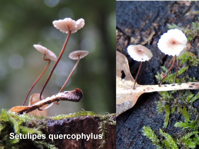 Marasmiellus quercophilus-amf1271-1.jpg - Marasmiellus quercophilus ; Syn1: Marasmius quercophilus ; Syn2: Setulipes quercophilus ; Nom français: Marasme des feuilles de chênes